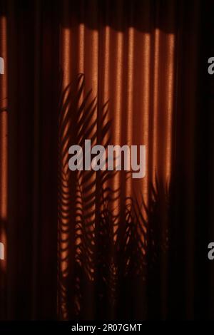 Palm tree shadows on drapes during golden hours Stock Photo