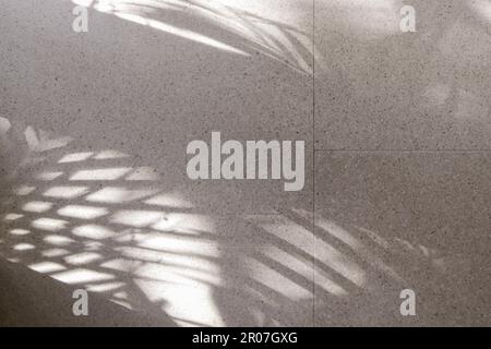 Palm tree shadows on white floor Stock Photo
