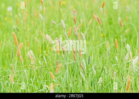 Alopecurus pratensis, known as the meadow foxtail or the field meadow foxtail, is a perennial grass belonging to the grass family Poaceae. Stock Photo