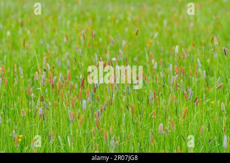 Alopecurus pratensis, known as the meadow foxtail or the field meadow foxtail, is a perennial grass belonging to the grass family Poaceae. Stock Photo