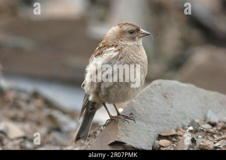 Plain mountain finch (Leucosticte nemoricola), Forest Rose Finch, Songbirds, Animals, Birds, Finches, Plain Mountain-finch adult, with nest material Stock Photo