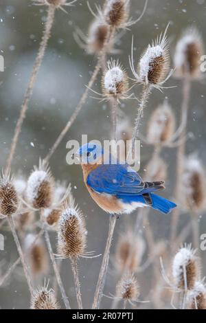 Eastern Bluebird (Sialia sialis) adult male, perched on teasel in snow (U.) S. A. winter Stock Photo