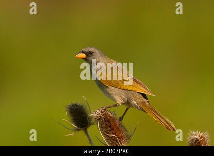 Adult Great Pampa Finch (Embernagra platensis), adult, sitting on teasel head, Rincon de Cobo, Buenos Aires Province, Argentina Stock Photo
