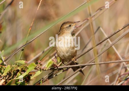 Bay-capped wren-spinetail (Spartonoica maluroides) juvenile, perched on stem, Rincon de Cobo, Buenos Aires, Argentina, fe Stock Photo