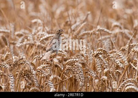 Corn corn bunting (Miliaria calandra) adult, feeding on grain in maturing wheat, Isle of Sheppey, Kent, England, United Kingdom Stock Photo