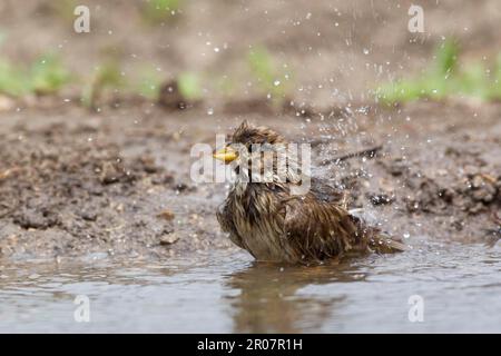 Corn Bunting (Miliaria calandra) adult, bathing, splashing water, Bulgaria Stock Photo