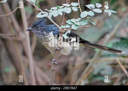 Levaillant's Cuckoo (Clamator levaillantii) adult, perched on branch, Gambia Stock Photo