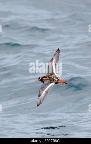 Grey Phalarope (Phalaropus fulicarius) adult female, breeding feather, in overseas flight, near Bering Island, Commander Islands, Bering Sea Stock Photo