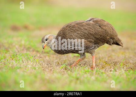 Cape Francolin (Pternistis capensis) adult, grass-eating, South Africa Stock Photo