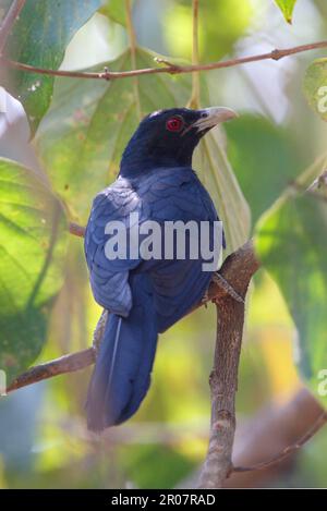 Asian Koel (Eudynamys scolopacea) adult male, perched in tree, Gujarat, India Stock Photo