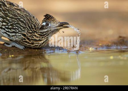 Greater Roadrunner (Geococcyx californianus) adult, drinking from pool, South Texas (U.) S. A Stock Photo