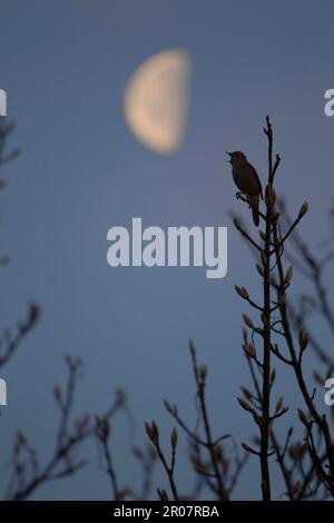 Common nightingale (Luscinia megarhynchos) adult male, singing, perching at night with moon, Suffolk, England, April (Composite image) Stock Photo
