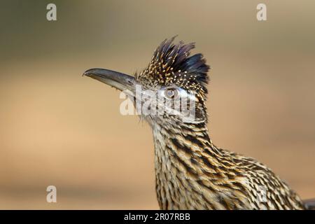 Greater Roadrunner (Geococcyx californianus) adult, close-up of head, South Texas (U.) S. A Stock Photo