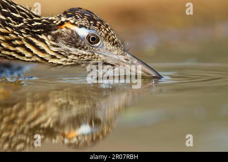 Greater Roadrunner (Geococcyx californianus) adult, close-up of head, drinking from pool, South Texas (U.) S. A Stock Photo