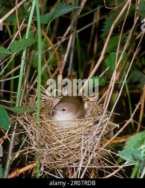 Garden Warbler, garden warblers (Sylvia borin), Songbirds, Animals, Birds Warbler Sitting on nest, Sussex (S) Stock Photo