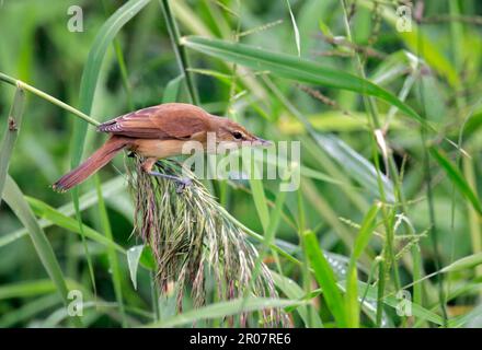 Oriental reed warbler (Acrocephalus orientalis), songbirds, animals, birds, Oriental Reed-warbler adult, perched on reed seedhead, Hong Kong, China Stock Photo