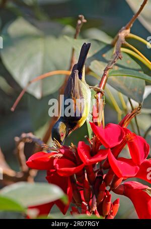 Brown-throated Sunbird (Anthreptes malacensis malacensis), adult male, feeding on flower nectar, Siem Reap, Cambodia Stock Photo