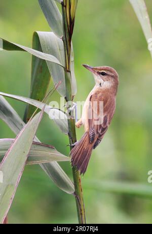 Oriental reed warbler (Acrocephalus orientalis), songbirds, animals, birds, Oriental Reed-warbler adult, perched on reed stem, Hong Kong, China Stock Photo