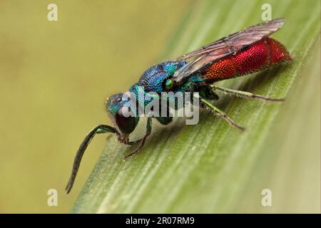 Common Golden Wasp, Fire Golden Wasp, ruby-tailed wasps (Chrysis ignita), Fire Golden Wasps, Other animals, Insects, Animals, Ruby-tailed Wasp adult Stock Photo