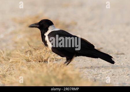 Corvus pectoralis, collared crow, collared crows, crow, corvids, songbirds, animals, birds, Collared Crow (Corvus torquatus) adult, standing on dry Stock Photo