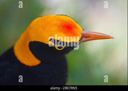 Yellow-naped Bowerbird, Yellow-naped Bowerbirds, Songbirds, Animals, Birds, Regent regent bowerbird (Sericulus chrysocephalus) adult male, close-up Stock Photo