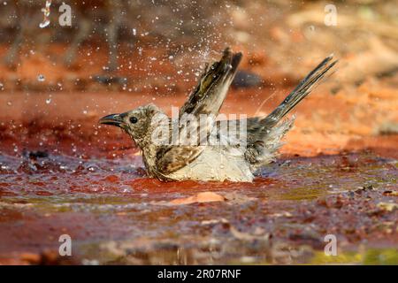 Great Bowerbird (Chlamydera nuchalis) adult, drinking from puddle ...