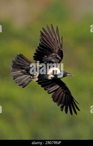 Corvus pectoralis, collared crow, collared crows, crow, corvids, songbirds, animals, birds, Collared Crow (Corvus torquatus) adult, in flight, over Stock Photo