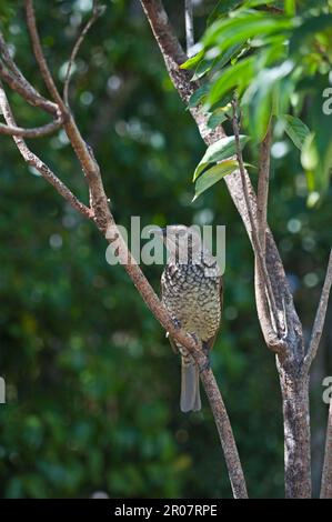 Yellow-naped Bowerbird, Yellow-naped Bowerbirds, Songbirds, Animals, Birds, Regent regent bowerbird (Sericulus chrysocephalus) adult female, perched Stock Photo