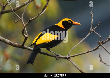 Yellow-naped Bowerbird, Yellow-naped Bowerbirds, Songbirds, Animals, Birds, Regent regent bowerbird (Sericulus chrysocephalus) adult male, in Stock Photo
