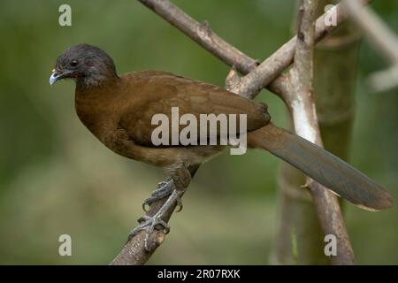 Grey-headed Chachalaca (Ortalis cinereiceps) adult, perched on branch, Costa Rica Stock Photo