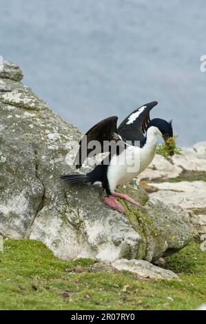 Blue-eyed cormorant, Blue-eyed cormorants, King cormorant, King cormorants, imperial shags (Phalacrocorax albiventer), Cormorant, Cormorants Stock Photo