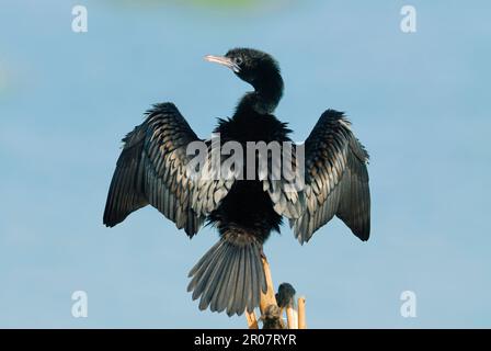 Lesser little cormorant (Phalacrocorax niger) adult, wings withering, standing on stake in lake, Vembanad Lake, Kumarakom, Kerala, South India Stock Photo