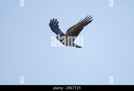 Carrion Crow (Corvus corone) adult, in flight, Norfolk, England, United Kingdom Stock Photo