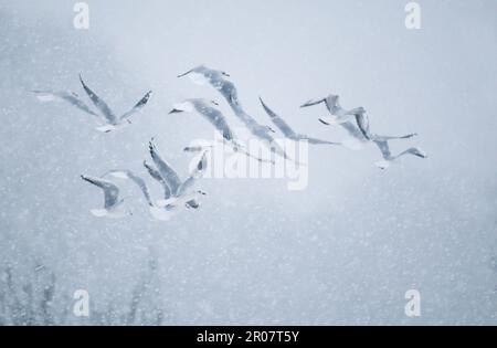 Adult black-headed gull (Larus ridibundus), winter plumage, flock in flight during a snowstorm, Derbyshire, England, United Kingdom Stock Photo