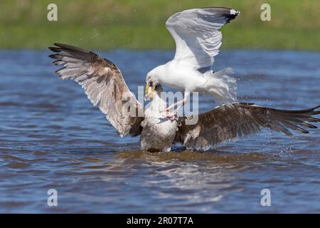 Adult great black-backed gull (Larus argentatus) (Larus marinus), breeding feather, and immature Herring Gull struggling on the water, Suffolk Stock Photo