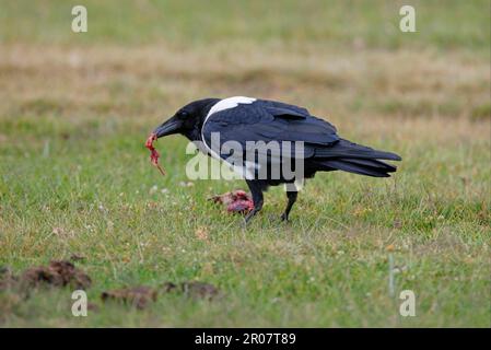 Pied Crow (Corvus albus) adult, feeding on dead bird, Kenya Stock Photo