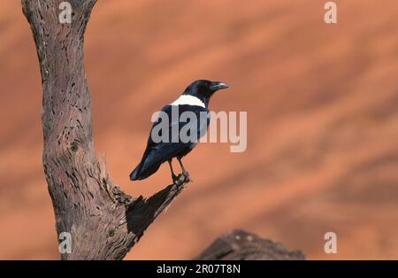 Pied crow (Corvus albus) Group drinking from a puddle, Namibia Stock Photo
