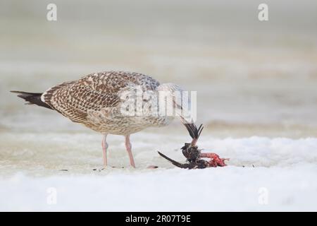 Great black-backed gull (Larus marinus) immature, first winter plumage, feeding on a dead eurasian woodcock (Scolopax rusticola), in the snow on a Stock Photo