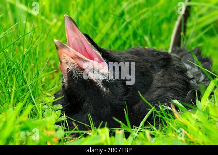 Rook (Corvus frugilegus) fledgling chick, calling for parent from ground, Oxfordshire, England, United Kingdom Stock Photo