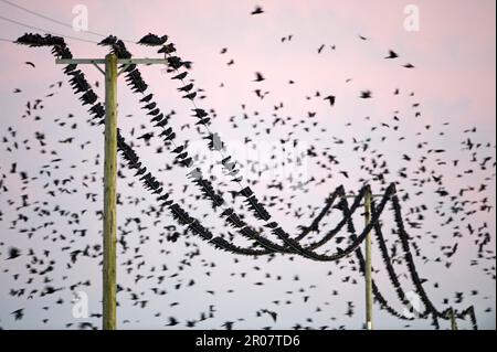 Rook, rooks (Corvus frugilegus), crow, corvids, songbirds, animals, birds, Rook flock, in flight and perched on overhead wires, pre-roost gathering Stock Photo