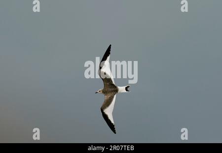 Sabine's Gull (Larus sabini) juvenile, in flight, New Brighton, Wirral Peninsula, Merseyside, England, United Kingdom Stock Photo