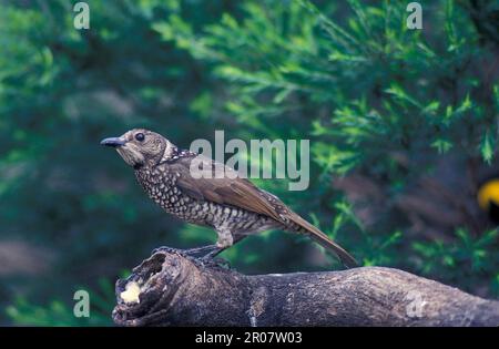 Yellow-naped Bowerbird, Yellow-naped Bowerbirds, Songbirds, Animals, Birds, Regent regent bowerbird (Sericulus chrysocephalus) Stock Photo