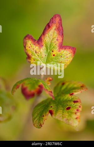 Raspberry leaves for the beginning of autumn (Rubus idaeus), raspberry leaves Stock Photo