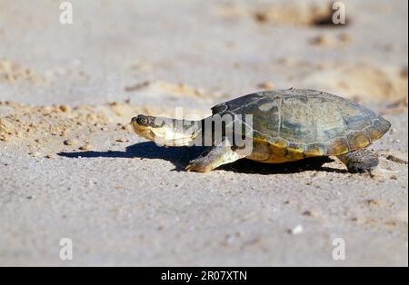 Pelomedusan turtle Stock Photo