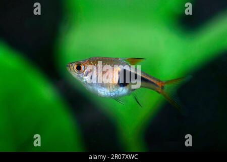 Harlequin rasbora Stock Photo