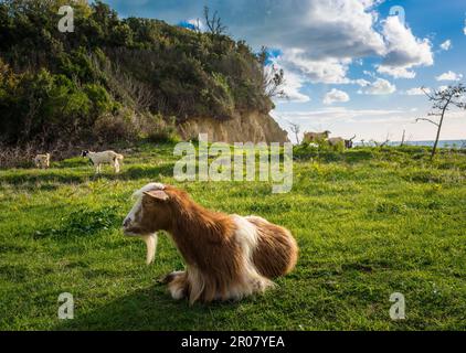 Long-Haired Goats in Cape of Rodon, Albania Stock Photo