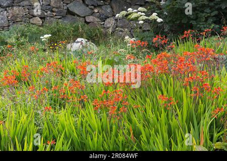 Montbretia in front of  a Natural Stone Wall, Harris, Isle of Harris, Hebrides, Outer Hebrides, Western Isles, Scotland, United Kingdom, Great Britain Stock Photo