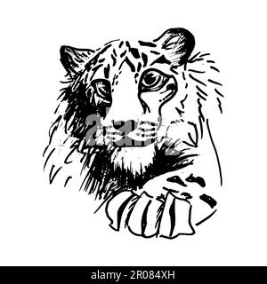 Vector hatching tiger in vector, wild cat Stock Vector