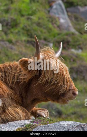 Side View of Highland Cattle Head, Hushinish, Harris, Isle of Harris, Hebrides, Outer Hebrides, Western Isles, Scotland, United Kingdom, Great Britain Stock Photo