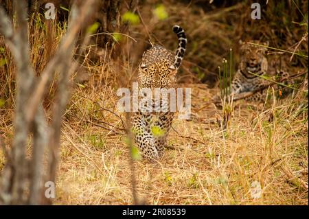 Leopard in the wild, Serengeti National Park Tanzania, Africa Stock Photo